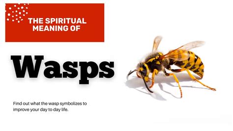 wasps meaning slang